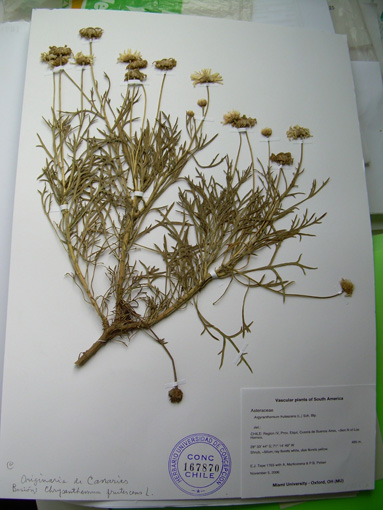 Argyranthemum  en chile foto 4